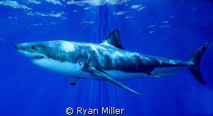 Great White Shark by Ryan Miller 
